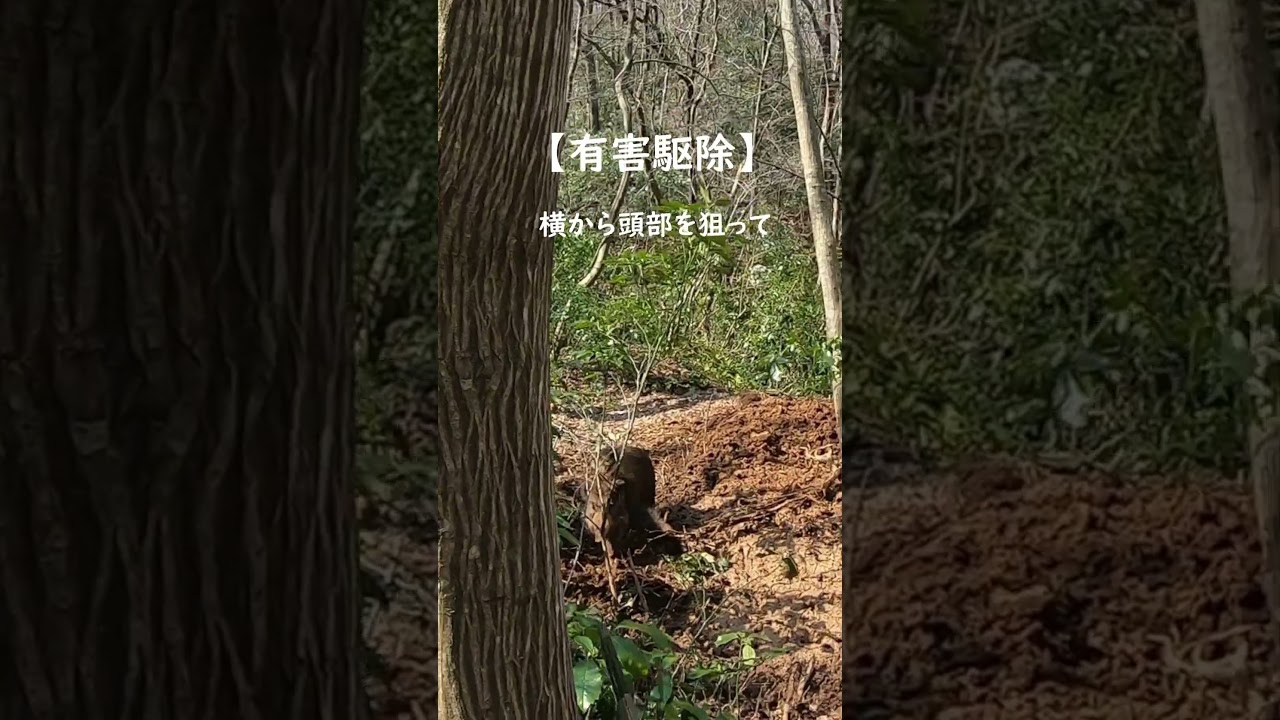 #S170有害駆除止め刺し