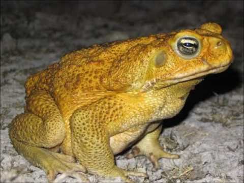 Keali'i Reichel - Toad Song