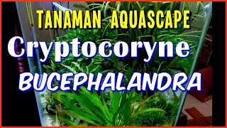 Dapet Paket Berisi Cryptocoryne dan Bucephalandra - bahas yuk...