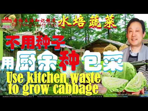 , title : '不要种子也能种包菜/高丽菜（水培）【Cabbages can be grown without seeds (hydroponics)】'