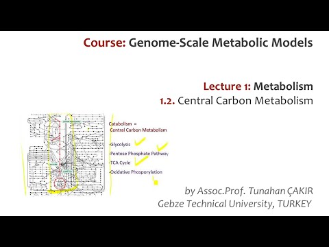 Lecture 1.2 - Central Carbon Metabolism | Genome Scale Metabolic Models