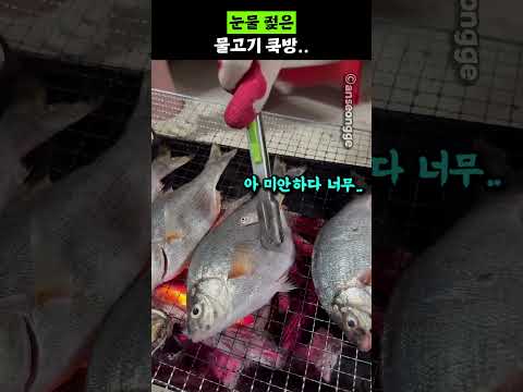 눈물젖은 물고기 쿡방..