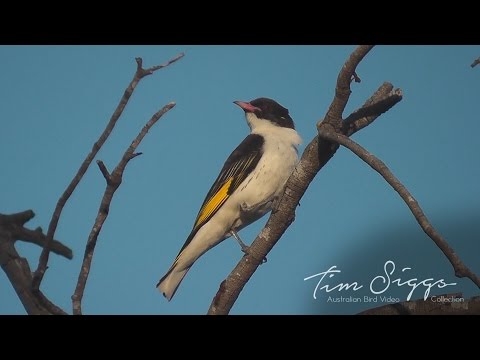 Medárik maľovaný (Grantiella picta) — spev a hlas v prírode