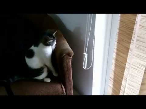 Dilma playing with curtain