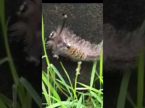 ゴリアテ (毛虫)について詳しく解説