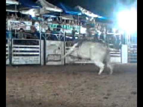 Marcos Apone x Touro caribe