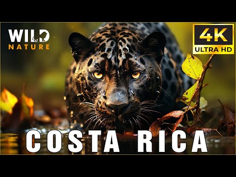 Costa Rica’s Secret Forest | Home to Nature’s Most Intriguing Creatures