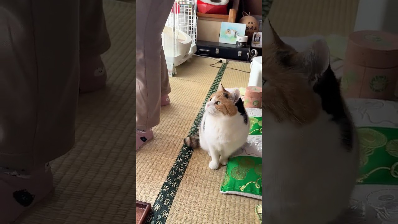 【三毛猫】だいたい思い通りにことが運ぶミケ