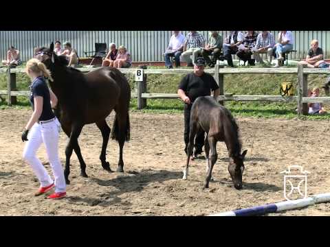 242 Stutfohlen von Connor   Cormint   Quidame de Revel