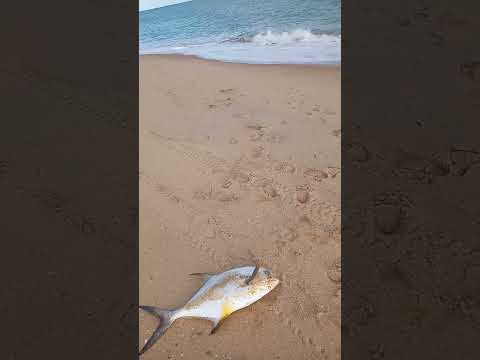 pesca de brutos em São Bento do norte rn..(1)