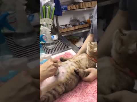 Pregnant Cat getting ultrasound and seeing her kitties 😻 #shorts