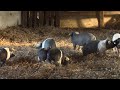 Viaţa Satului Ediţia Din 21 Februarie Prima Parte TVR1