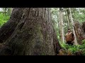 Powell River Spotlight: Mt. Freda & Eldred Valley Ancient Forests