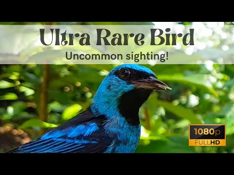 Pitpit modrý (Dacnis cayana) — starostlivosť, voliéra a kŕmenie