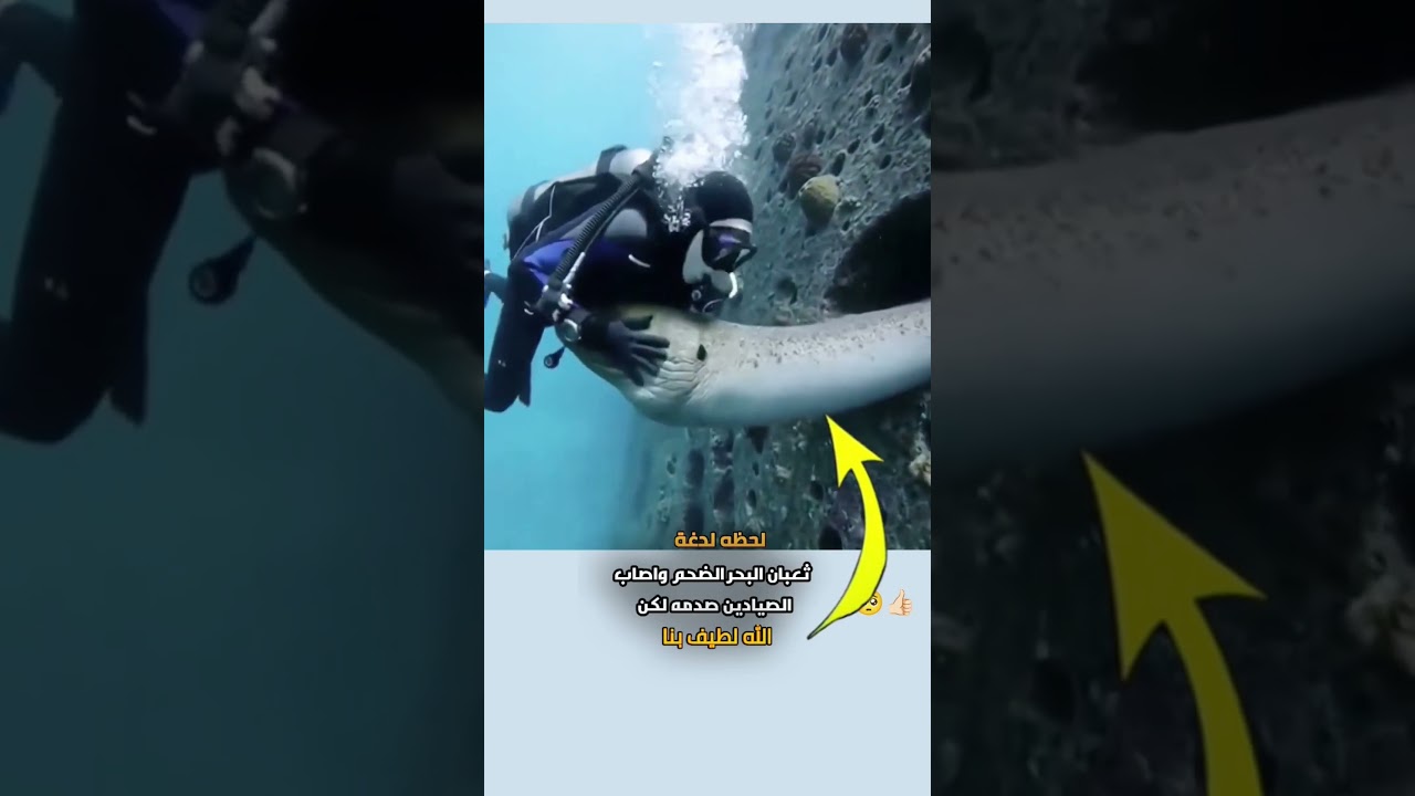 ه يلدغ ثعبأن البحر الضخم ارجل واصاب بصدمه😰#تصاميم #عبارات #حالات#متابعه #لايكي