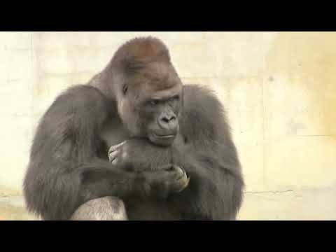 This is the worlds largest Silverback Gorilla #Gorilla,#Silverback,#younger