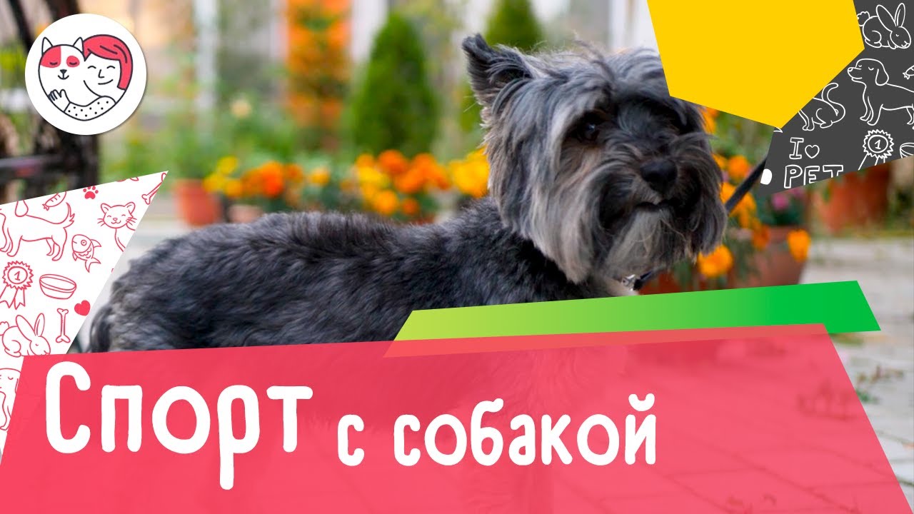 Как подготовиться к занятиям споротом с собакой: 6 сответов