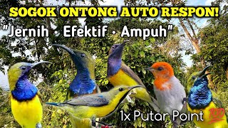 Download lagu Suara Pikat Burung Sogok Ontong Paling Ampuh Kombinasi Kemade, Cepat Memanggil Sogon mp3 Download lagu Suara Pikat Burung Sogok Ontong Paling Ampuh Kombinasi Kemade, Cepat Memanggil Sogon mp3
