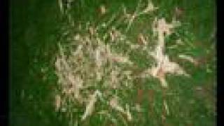 Put A Straw Under Baby (Brian Eno cover)