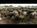 BBC Ganges