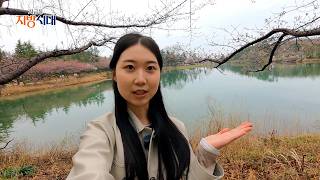 속초 영랑호 벚꽃여행 / 지금은 지방시대 /  G1방송 / 260408