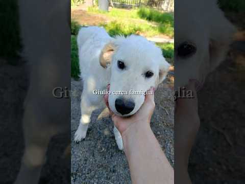 Regalo Giulio Splendido Simil Golden Retriever Cerca Famiglia