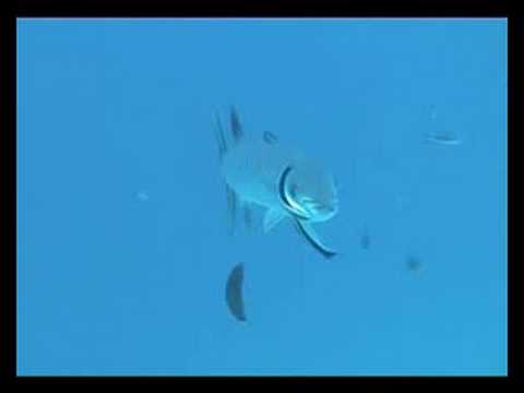 Barracuda Bommie  - Aginourt Reef Dive Sites