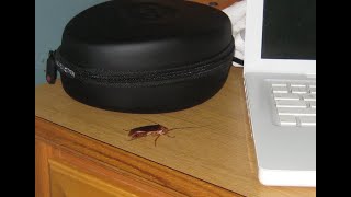 Air Force Tech School Throwback - Monstrous roach in the dorm!