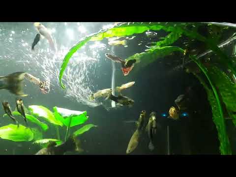 Przegląd i pogadanka o rybkach 🐠🫧🌿