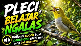 Download lagu PLECI BELAJAR NGALAS SANGAT COCOK BUAT TERAPI PLECI OMBYOKAN MU mp3