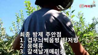 [사과재배]부사(후지) 도장지제거/우수독농가사례/휴대용 전동가위/부패병.탄저병.응애.갈색날개매미충/적엽/열과…