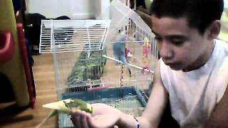 how to hand feed your budgie or parekeet