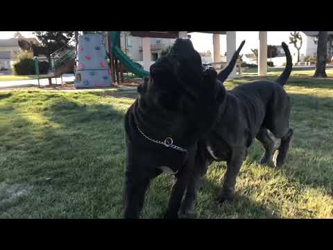 Zoe Del Manicomio & Envy Della Vecchia Roma