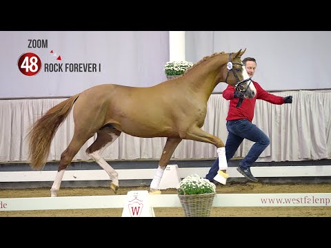 Westf. Hauptkörung Reitpferdehengste 2020: 48 Zoom - Rock Forever I -Fleurop