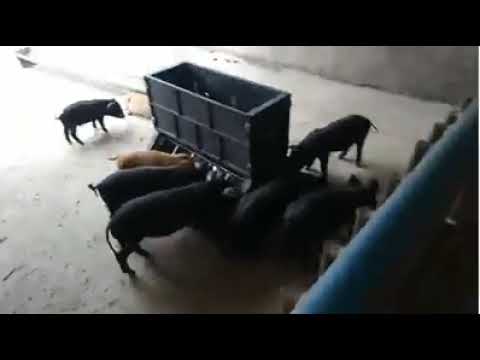 Plastic Double Side Pig Feeder