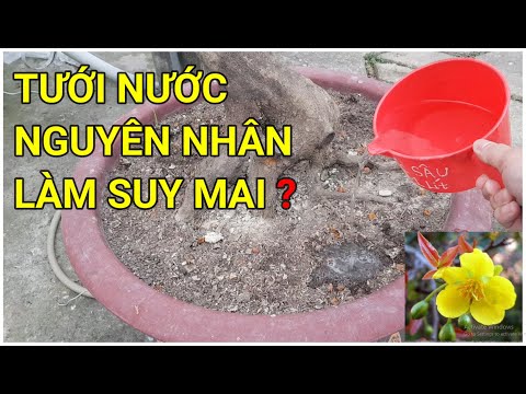 🔴 QBS22123 - CÁC NGUYÊN NHÂN LÀM CÂY MAI MIỀN BẮC HAY BỊ SUY YẾU || CÁCH TƯỚI NƯỚC CHO CÂY MAI VÀNG