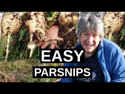 , title : 'PARSNIPS How To Grow Parsnips | Winter Hardy Vegetable'