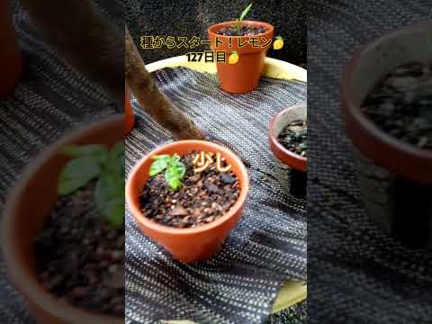 レモンの種-植物-湿った土壌-自分で育てる-柑橘類