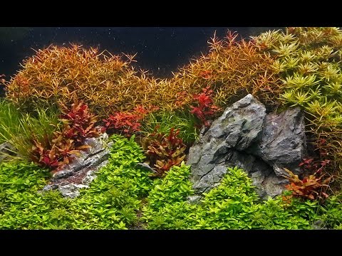 Watch Video on YouTube