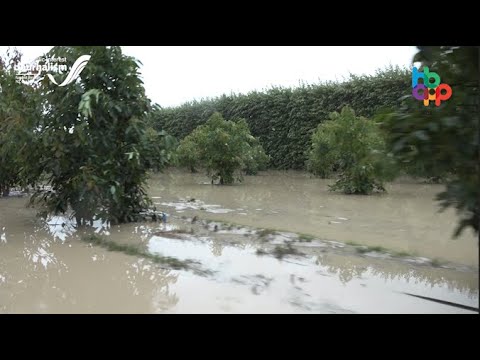 Hawke's Bay App - Devastated Avocado Orchard