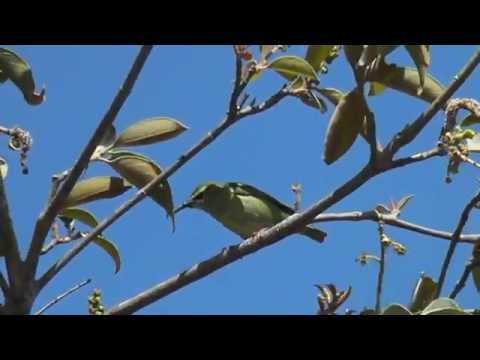 Red-legged honeycreeper, male and female, Panama