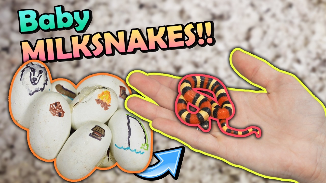 Sassy Baby Milksnakes Hatching!
