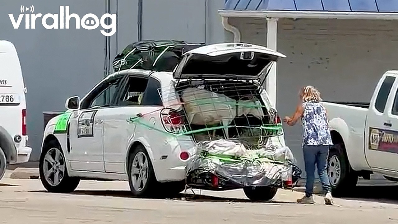 Pet Goat Has His Own Seat in the Trunk || ViralHog