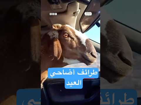 فيديو | طرائف خراف عيد الأضحى