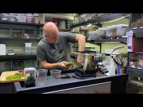 Cyriopagopus sp hati hati , rehouse and care