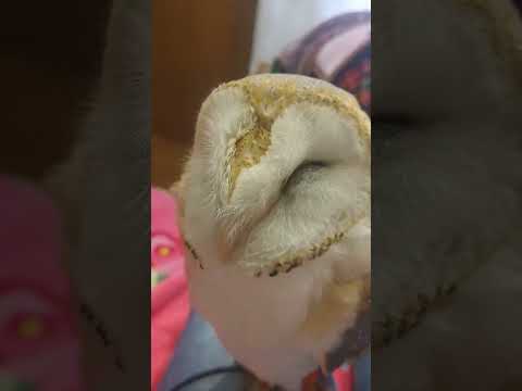 IUCN分類における絶滅の危険性を示す図。