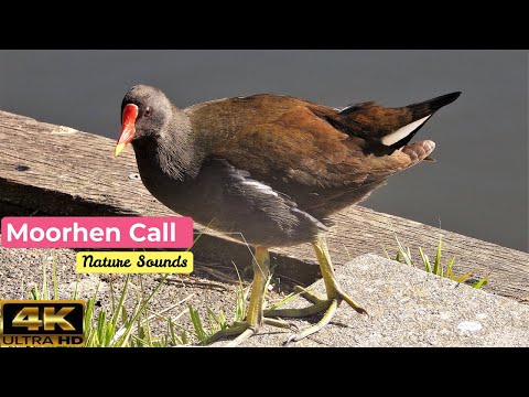Sliepočka vodná (Gallinula chloropus) – volania a kontaktné zvuky