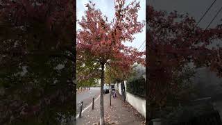 PUNJABI IN FRANCE 🇫🇷 | PARIS | AUTUME | WEATHER | WINTER | OCTOBER | 2022 |  NATURE