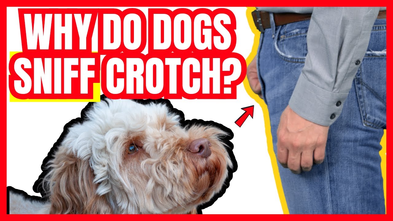 Dog Sniffing Your Crotch? Here’s What It REALLY Means!