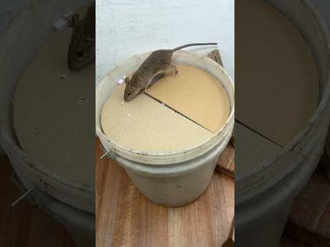 caer en la trampa/Crea trampas para ratones extremadamente efectivas en casa #rat #pets